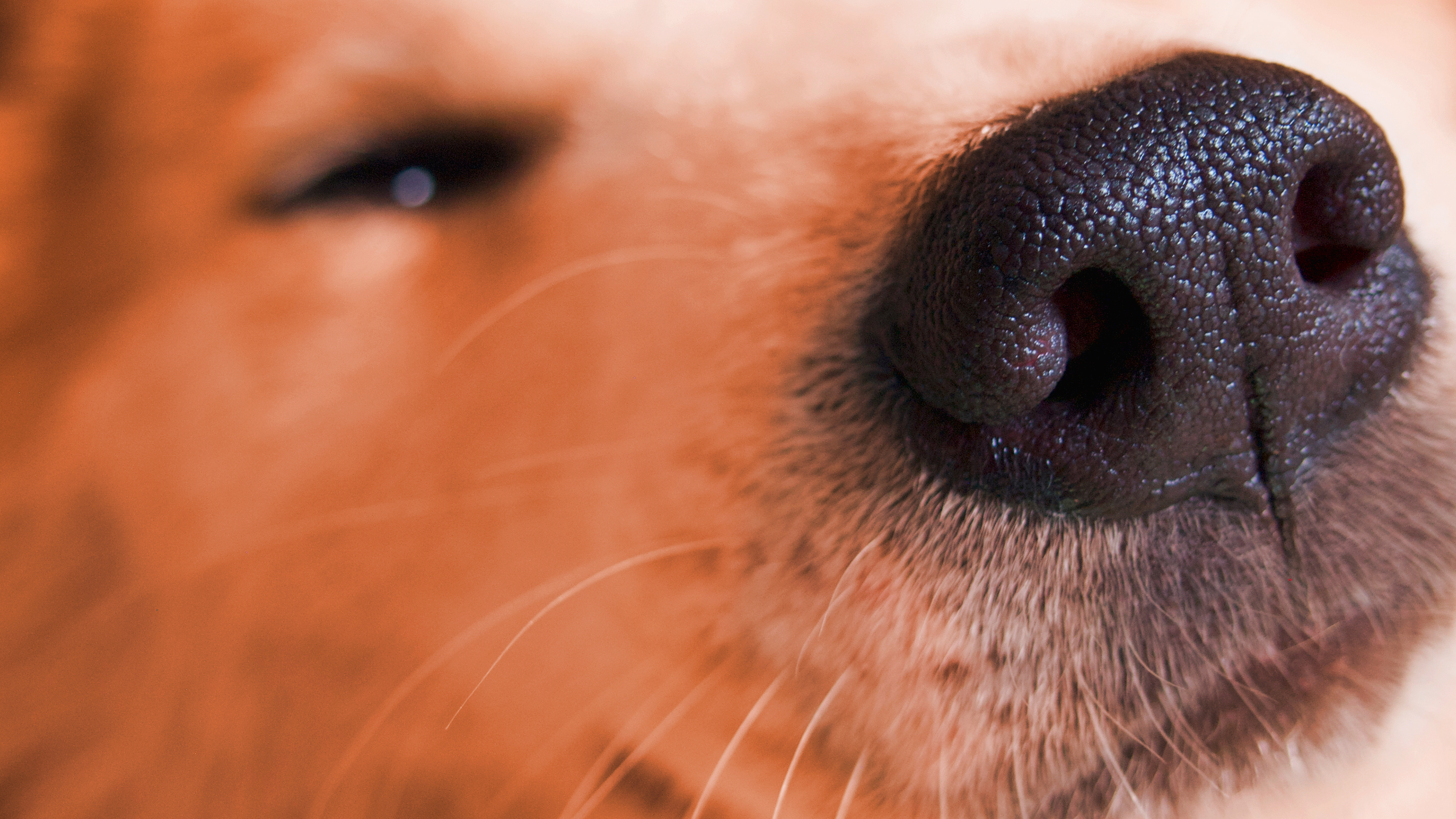 Hundeschnauze Nahaufnahme Schnauze eines entspannten Hundes in Nahaufnahme mit geschlossenen Augen